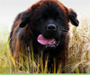 bearmountaincz